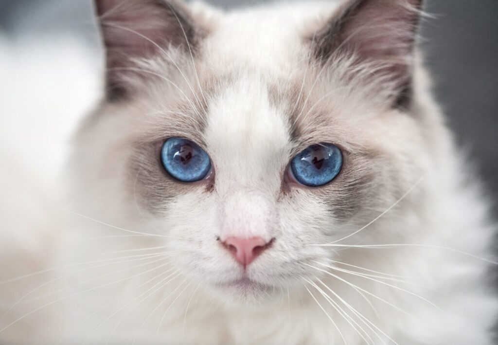 Detail hlavičky mačky Ragdoll s modrými očkami