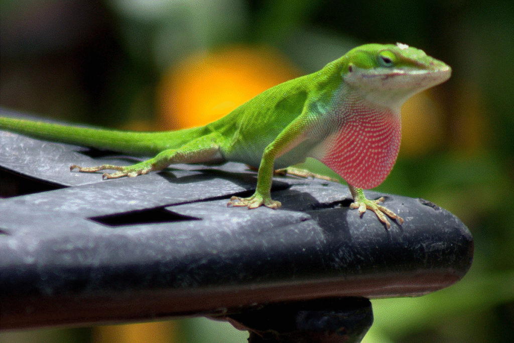 Anolis zelený v záhrade na umelom nábytku