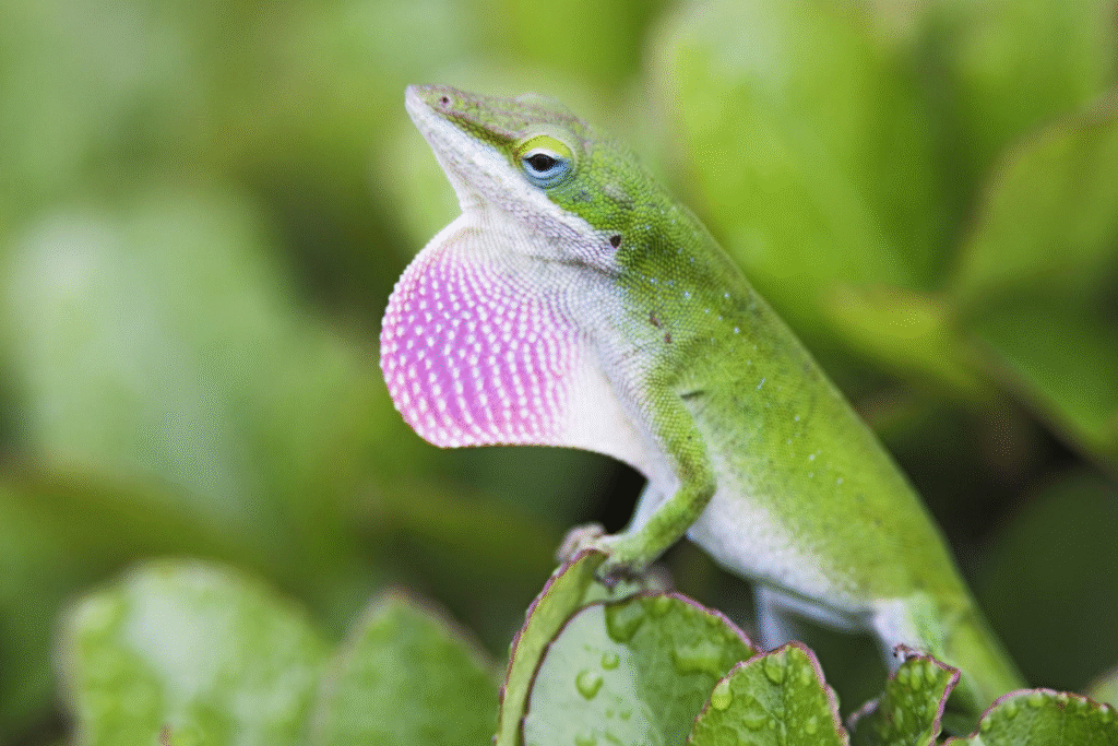 Anolis zelený v prírode na liste