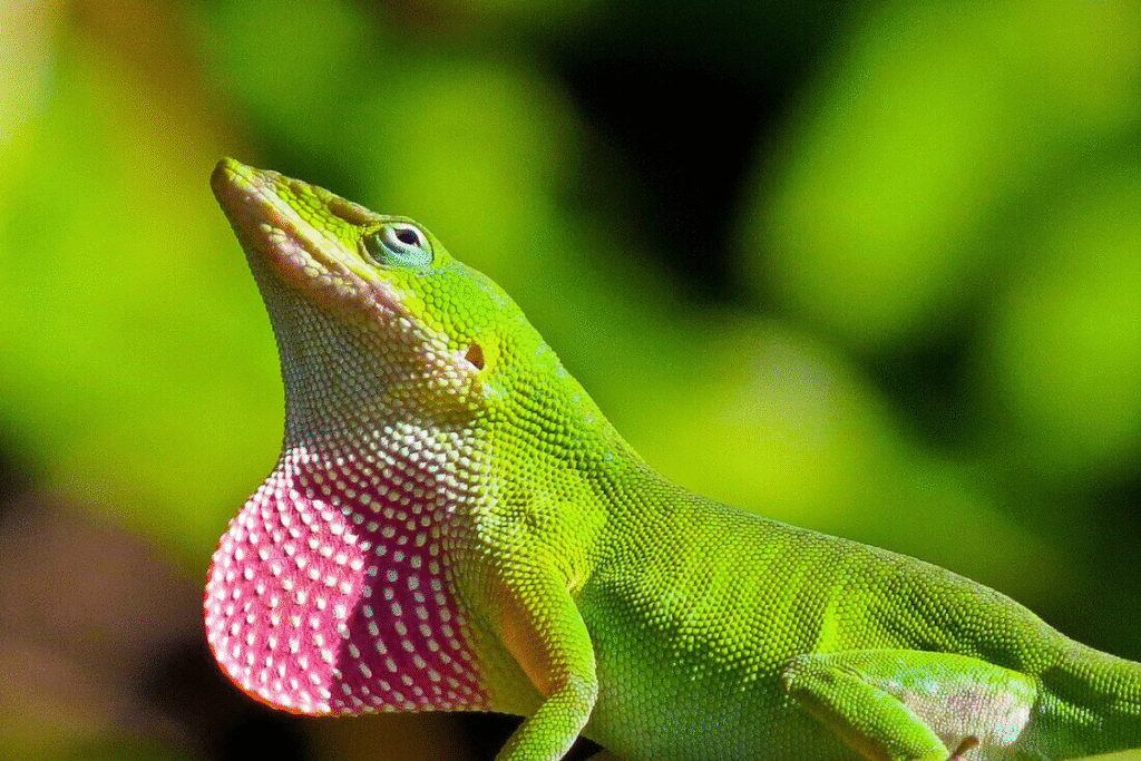 Anolis zelený detail v prírode