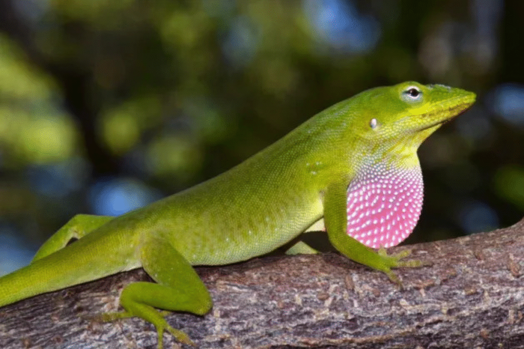 Anolis zelený v prírode na konári