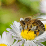 🐝 Včely – drobné bytosti, ktoré držia svet pohromade